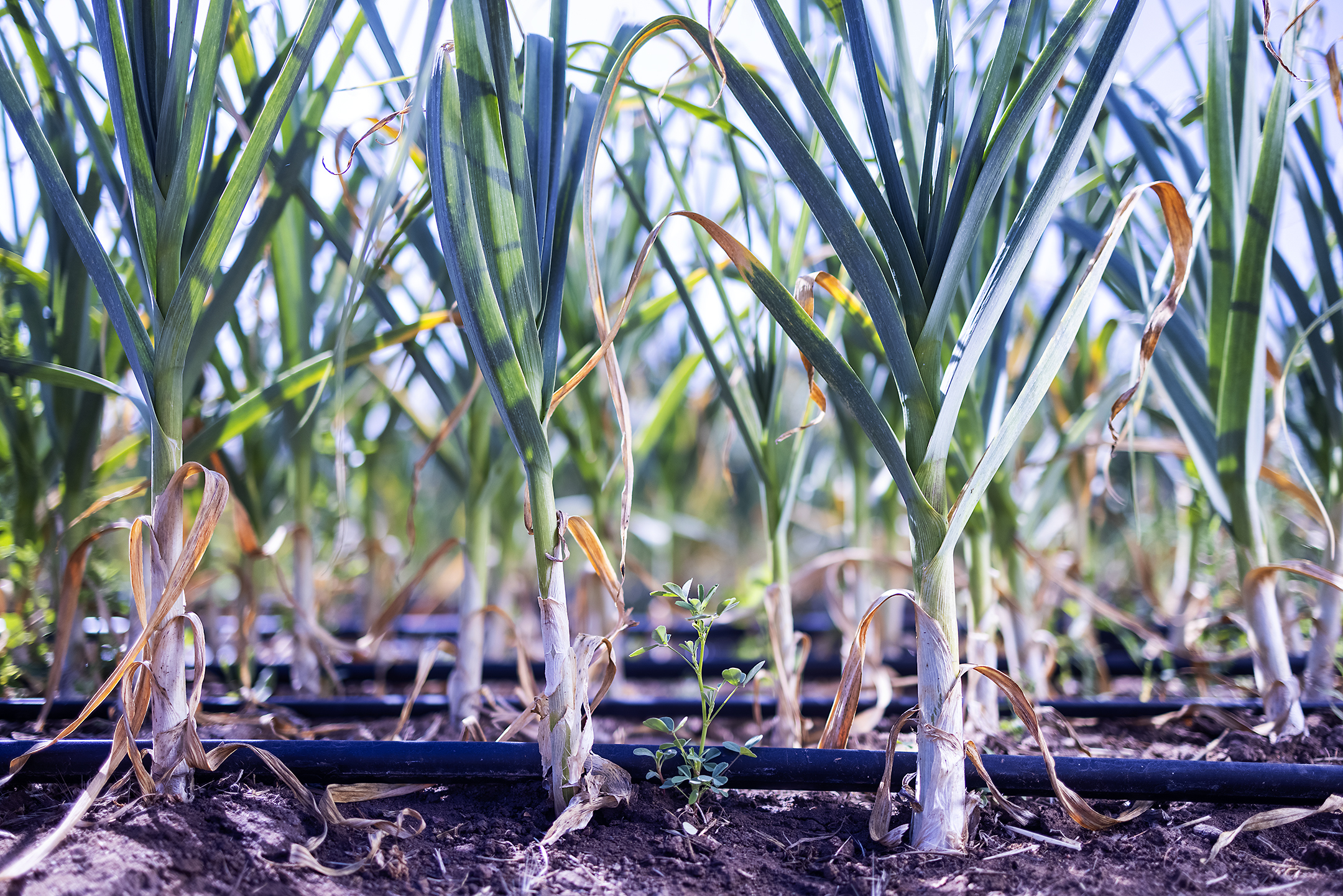 Spring Garlic, regenerative agriculture