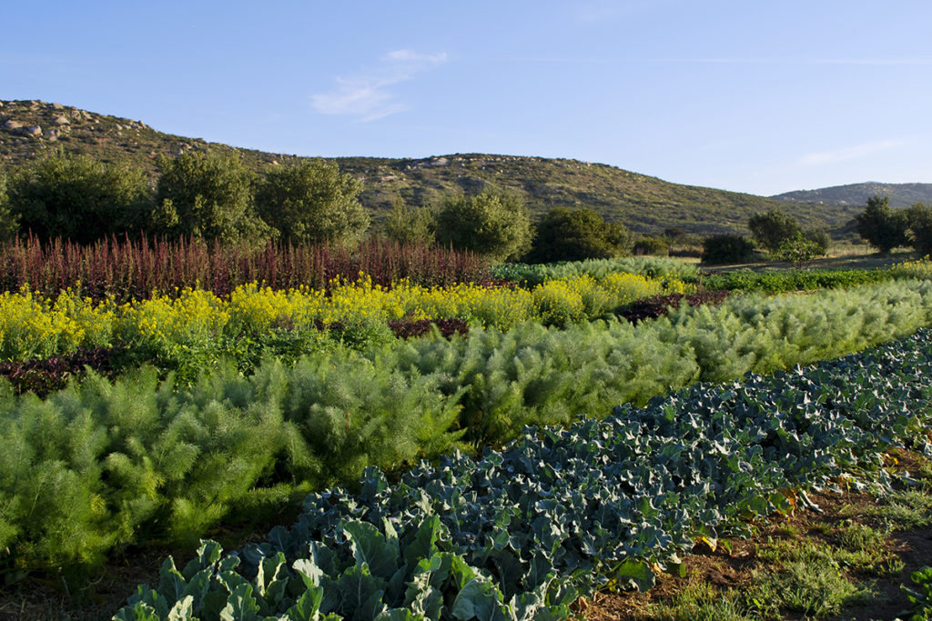 Detox and Cleansing Retreat with Dr. Michael Finkelstein at Rancho La Puerta
