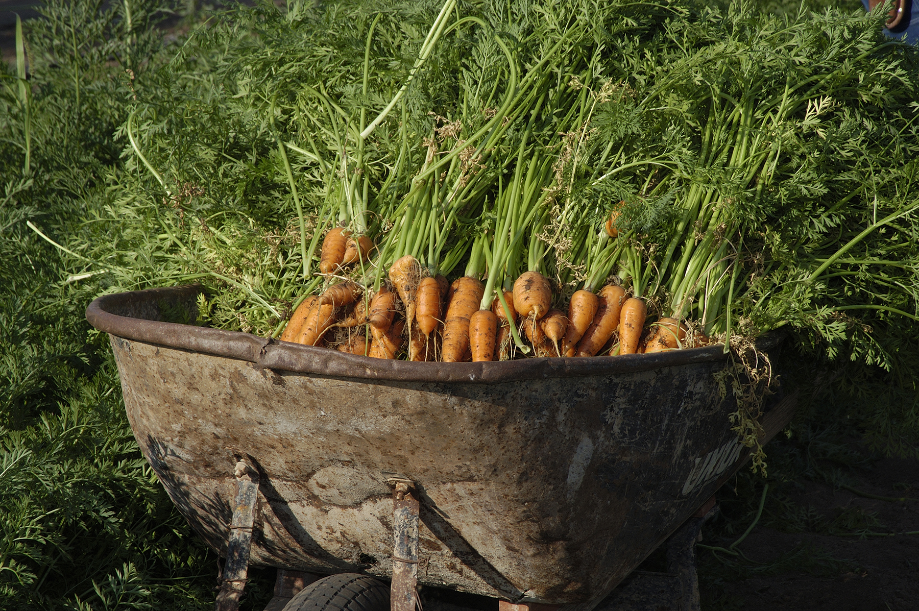 Packing a Nutritional Punch with Carrots and Dates