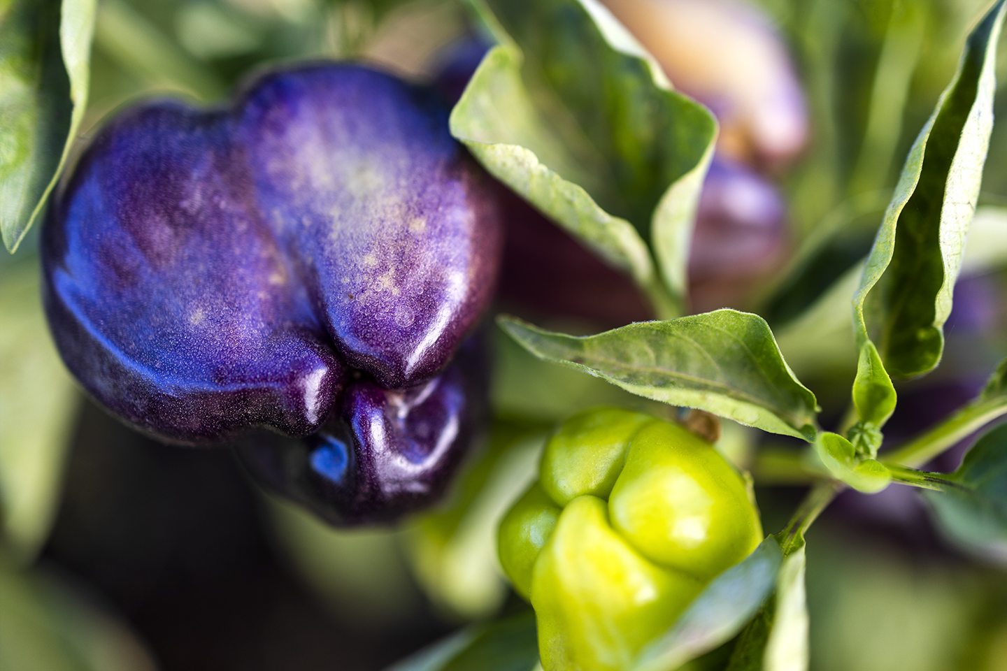 Chilies, Healthy Guts, and Antioxidants
